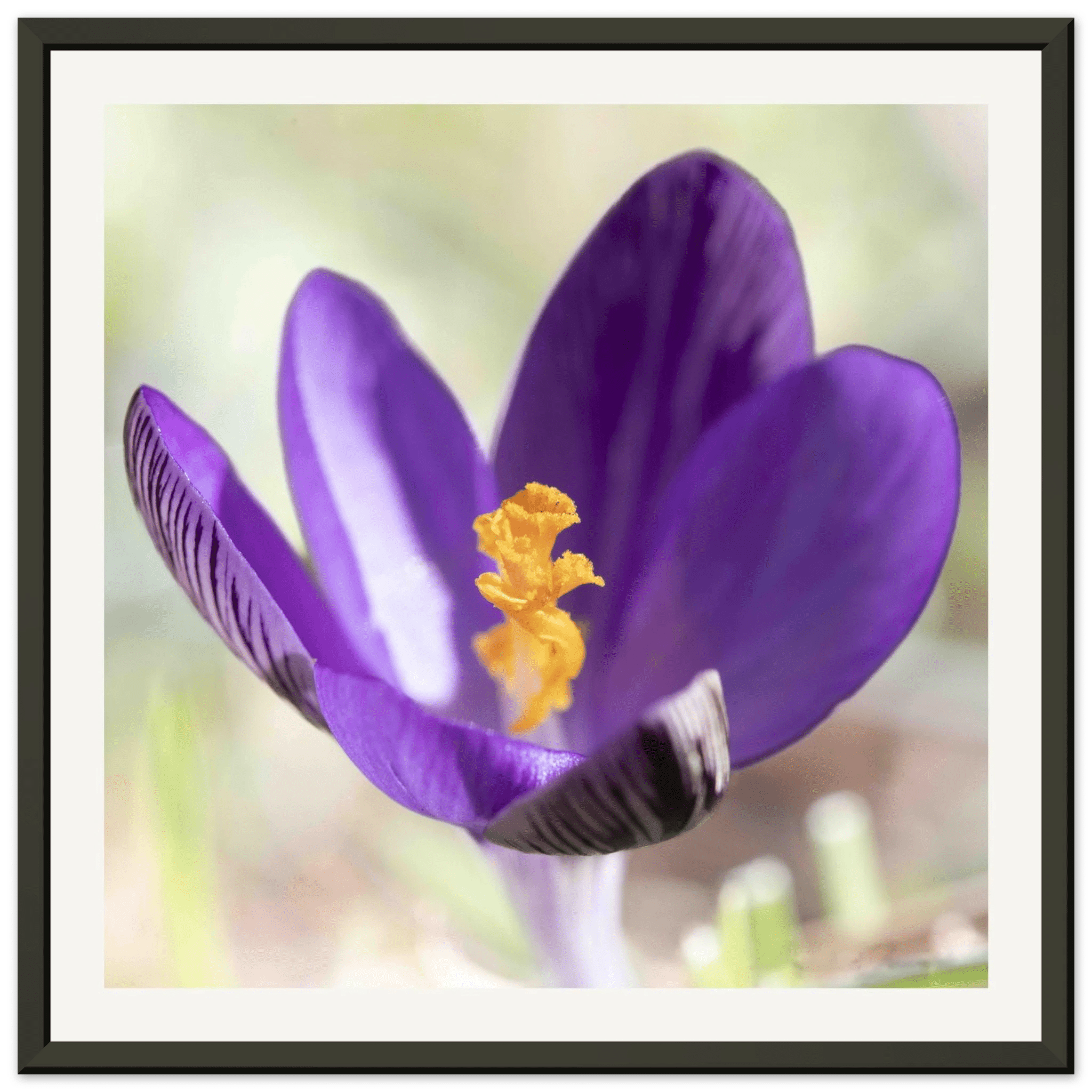 Crocu Turchinu - Aluminium Frame - Franceschi