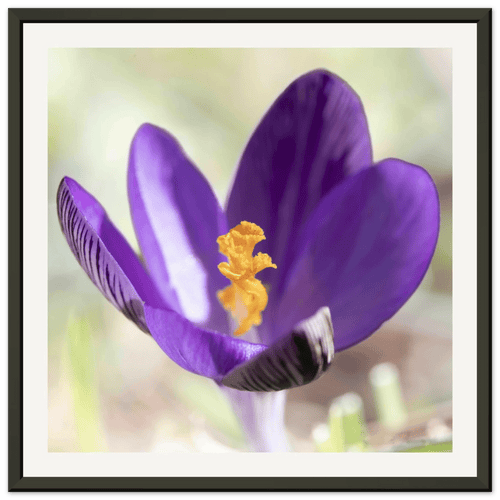 Crocu Turchinu - Aluminium Frame - Franceschi