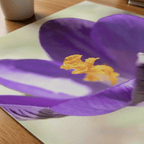 Crocu Turchinu - Fine Art Print - Franceschi