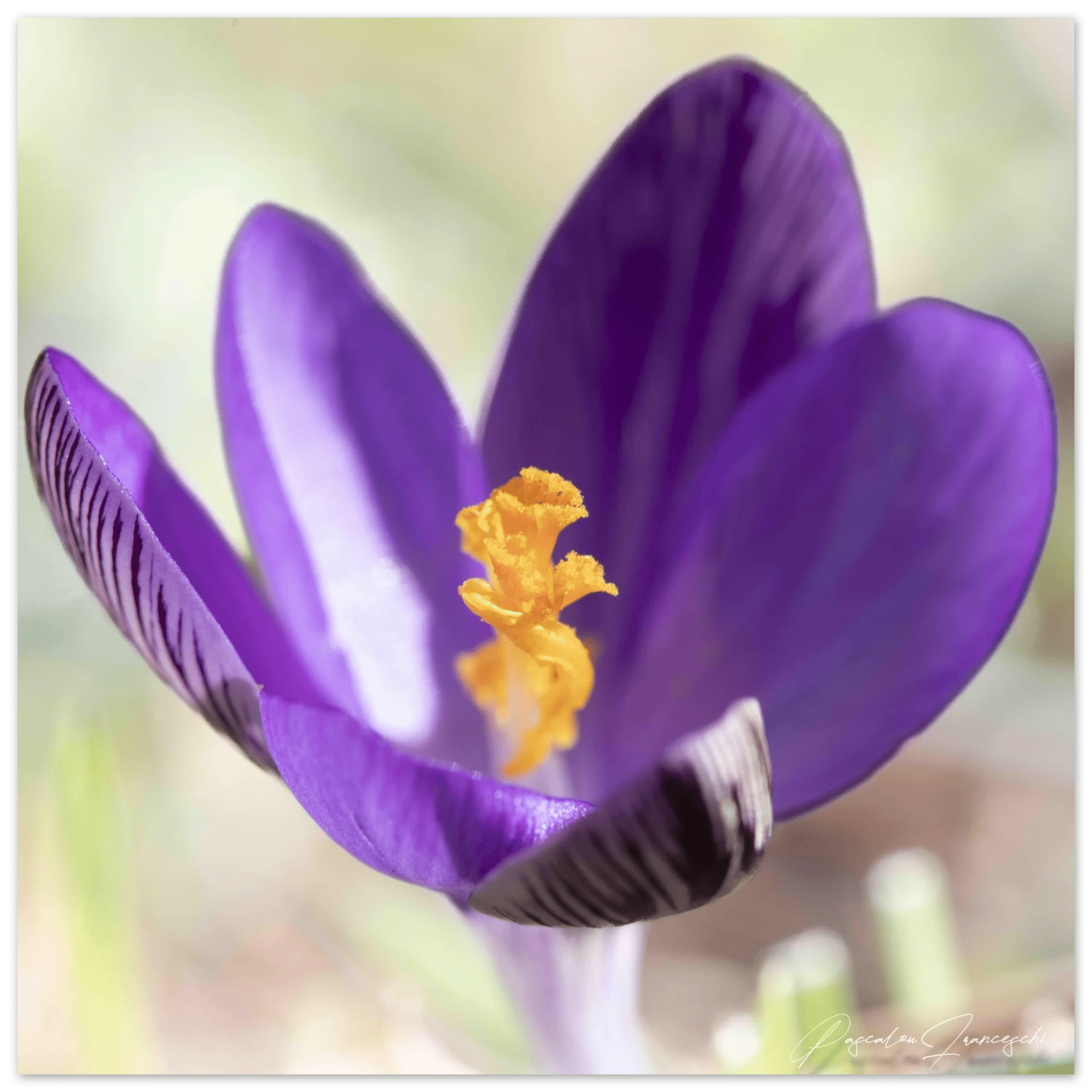 Crocu Turchinu - Fine Art Print - Franceschi