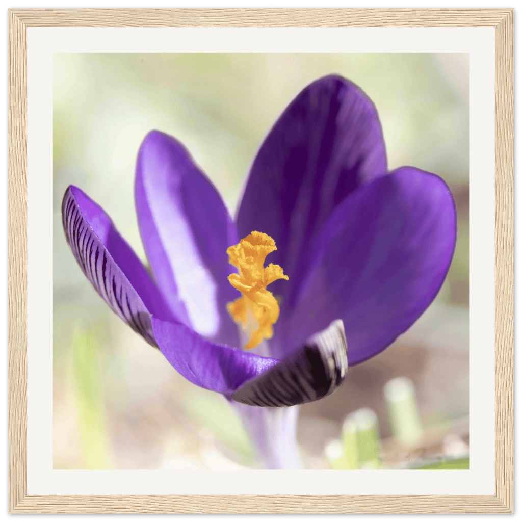 Crocu Turchinu - Wooden Frame - Franceschi