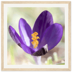 Crocu Turchinu - Wooden Frame - Franceschi