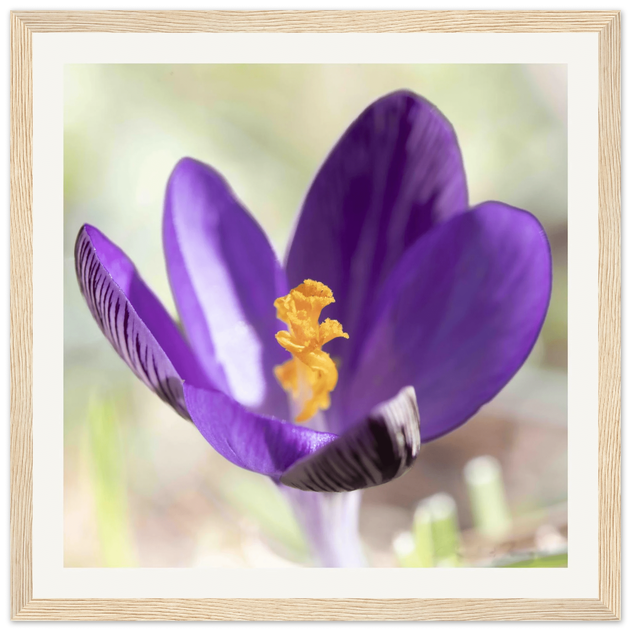 Crocu Turchinu - Wooden Frame - Franceschi