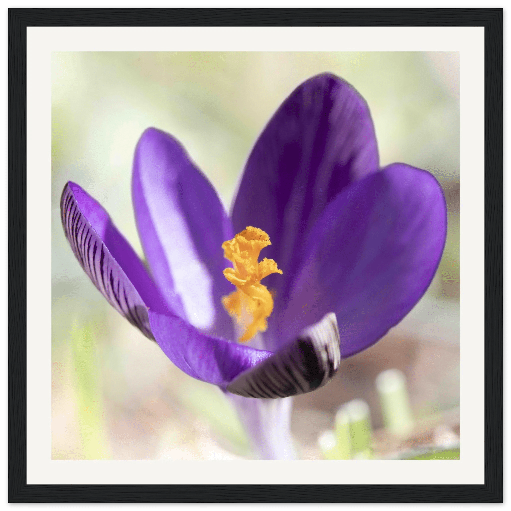 Crocu Turchinu - Wooden Frame - Franceschi