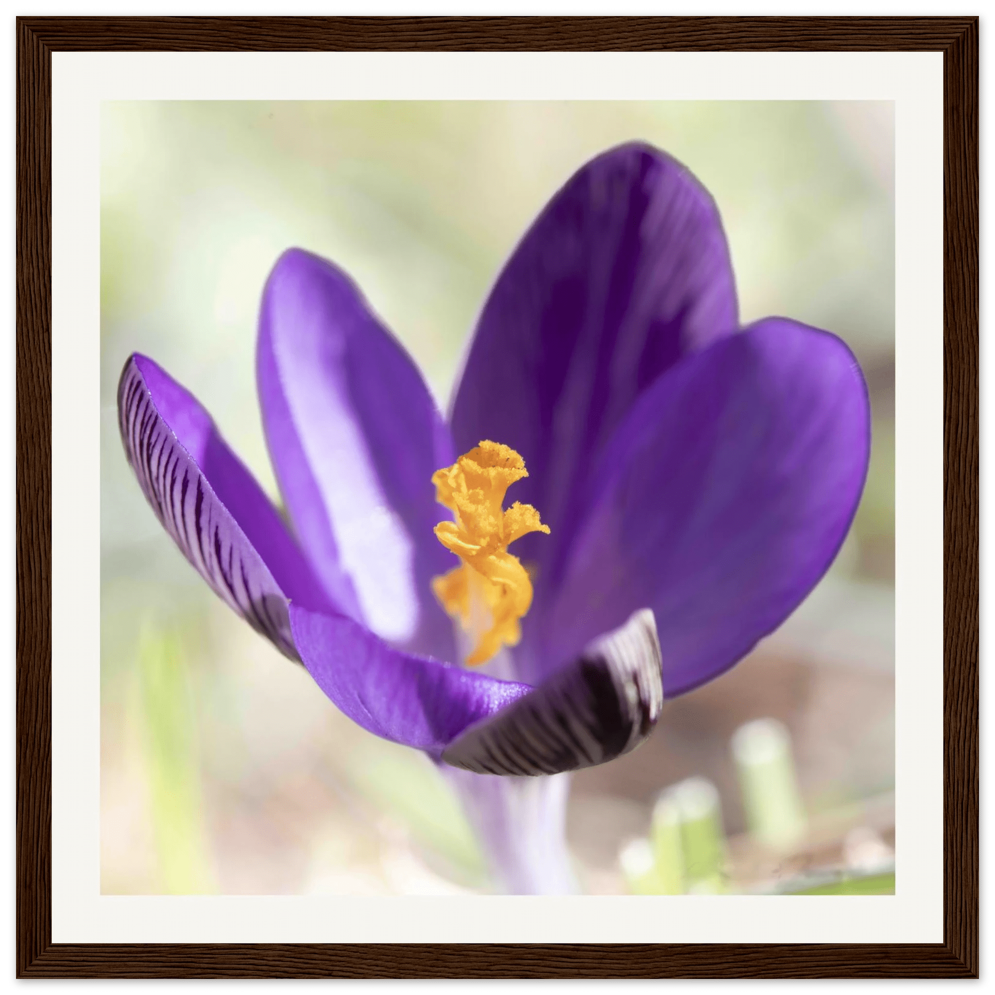 Crocu Turchinu - Wooden Frame - Franceschi