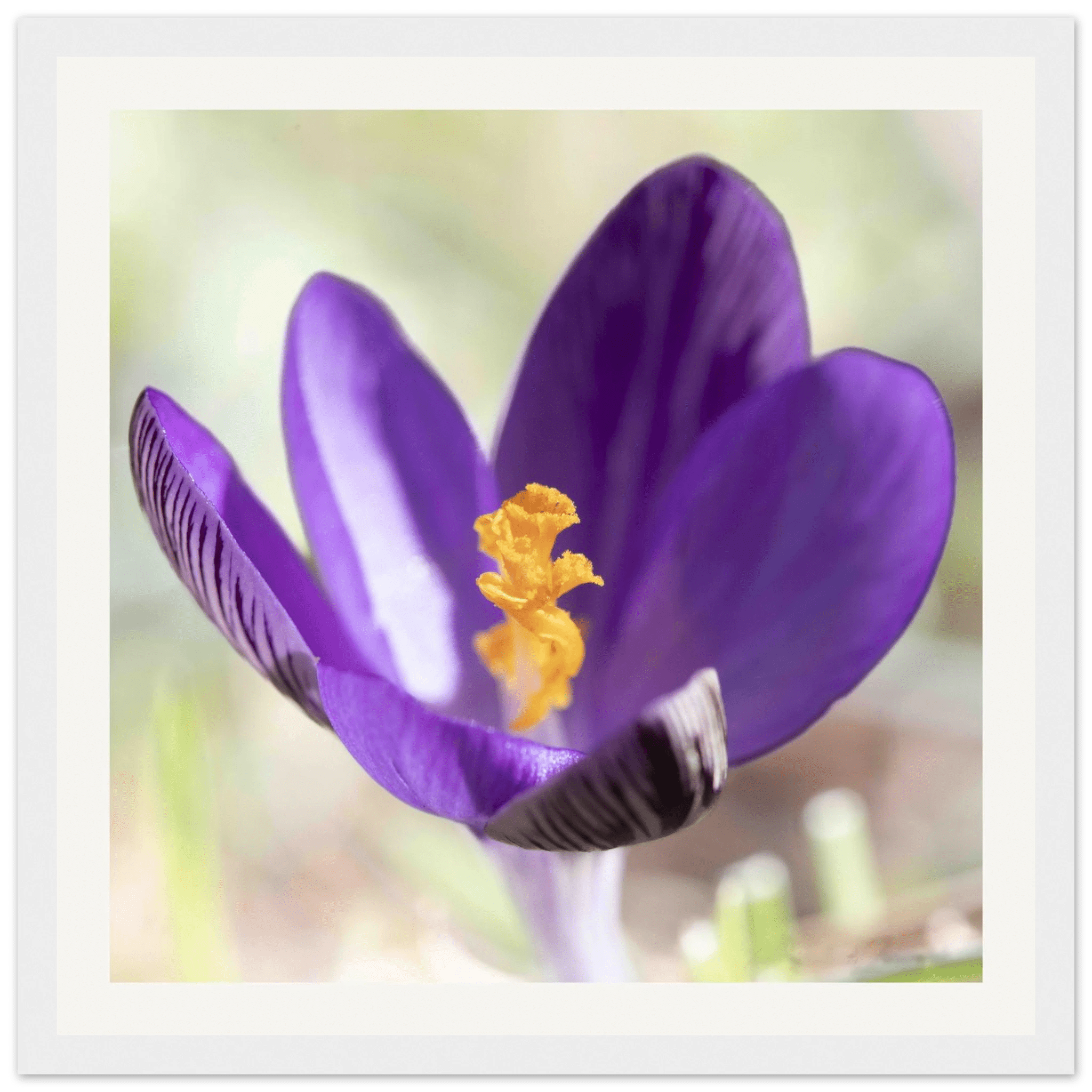 Crocu Turchinu - Wooden Frame - Franceschi