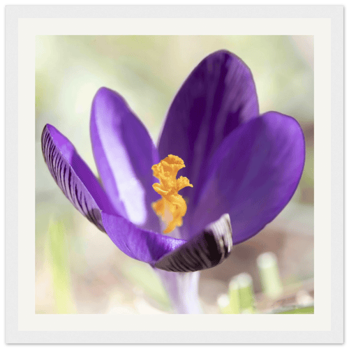 Crocu Turchinu - Wooden Frame - Franceschi