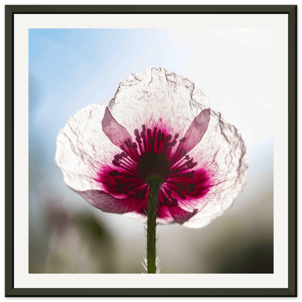 Papaveru Biancu - Aluminium Frame - Franceschi