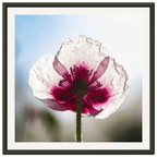 Papaveru Biancu - Aluminium Frame - Franceschi