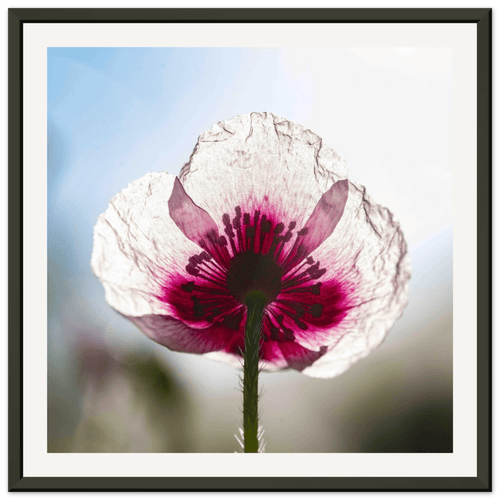 Papaveru Biancu - Aluminium Frame - Franceschi