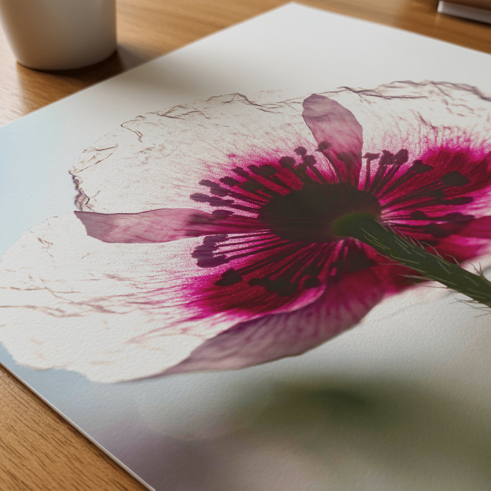 Papaveru Biancu - Fine Art Print - Franceschi