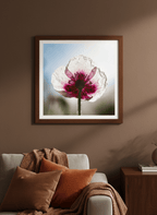 Papaveru Biancu - Fine Art Print - Franceschi