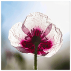 Papaveru Biancu - Fine Art Print - Franceschi