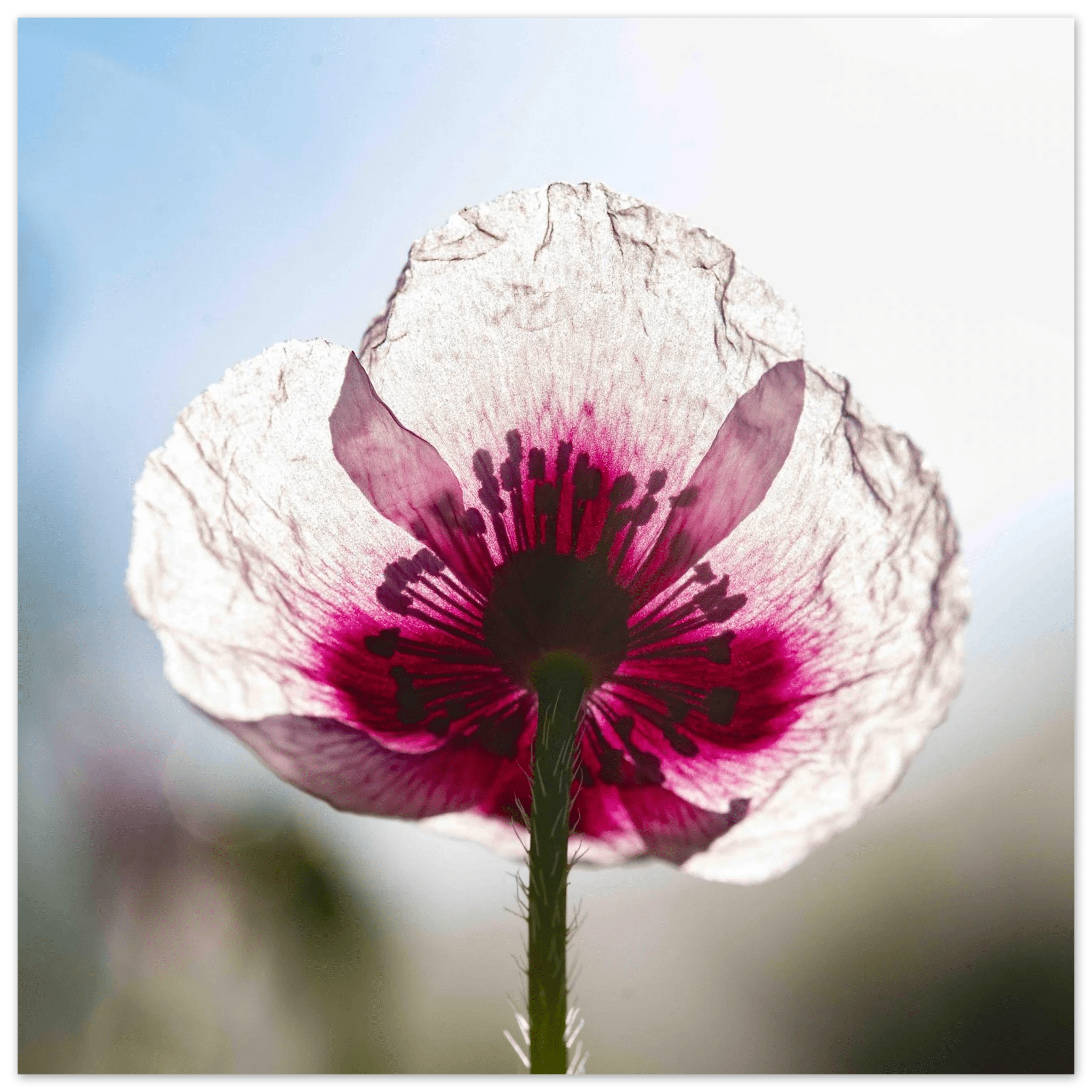 Papaveru Biancu - Fine Art Print - Franceschi