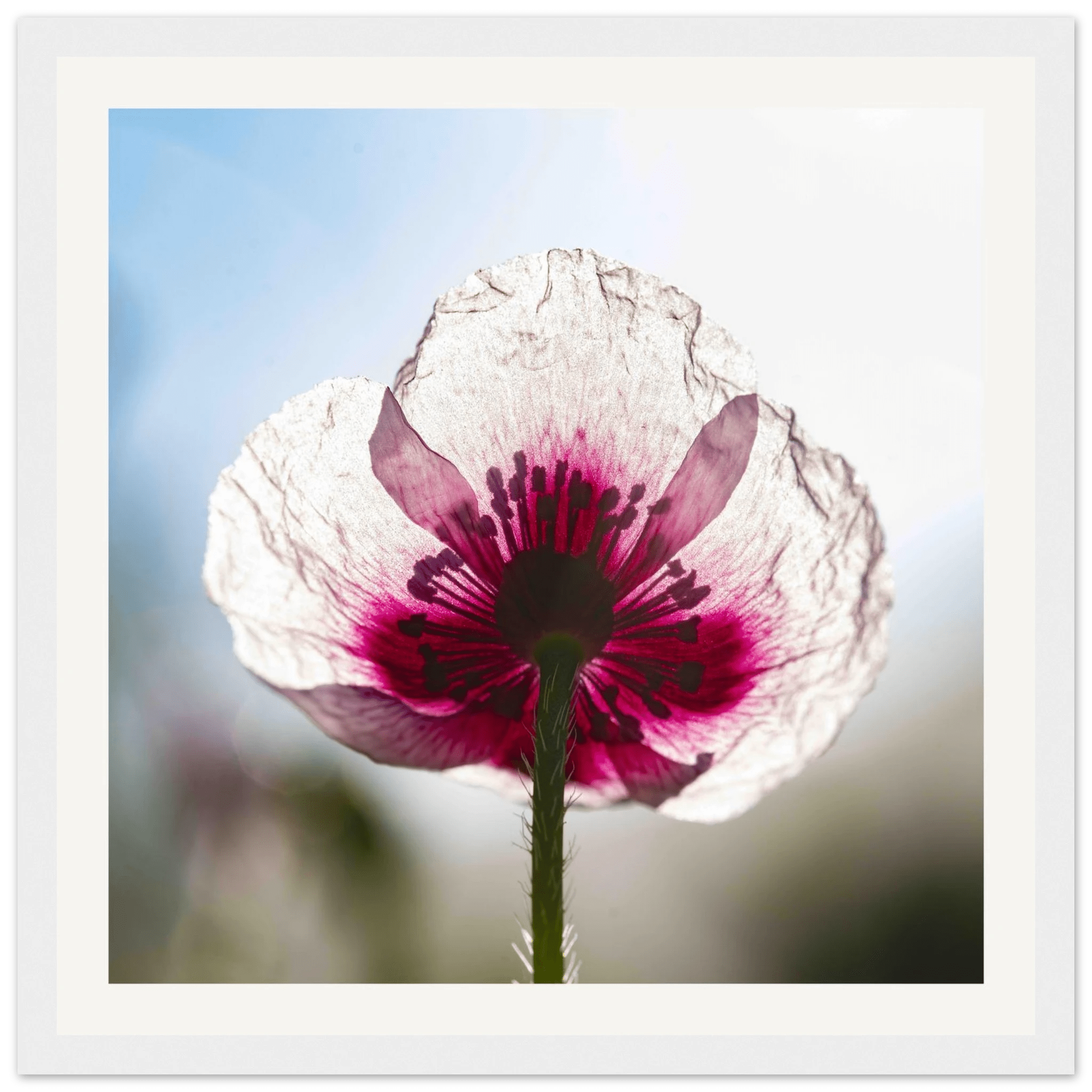 Papaveru Biancu - Wooden Frame - Franceschi