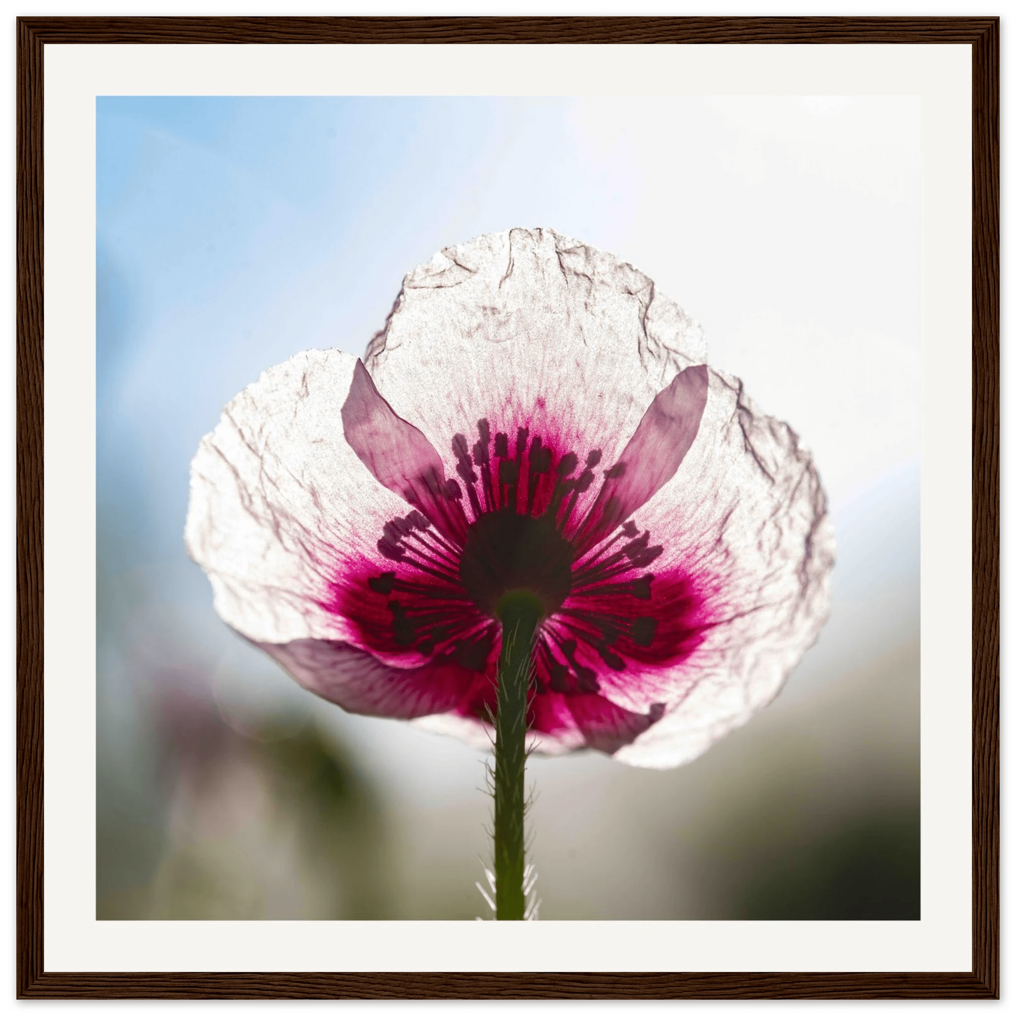 Papaveru Biancu - Wooden Frame - Franceschi