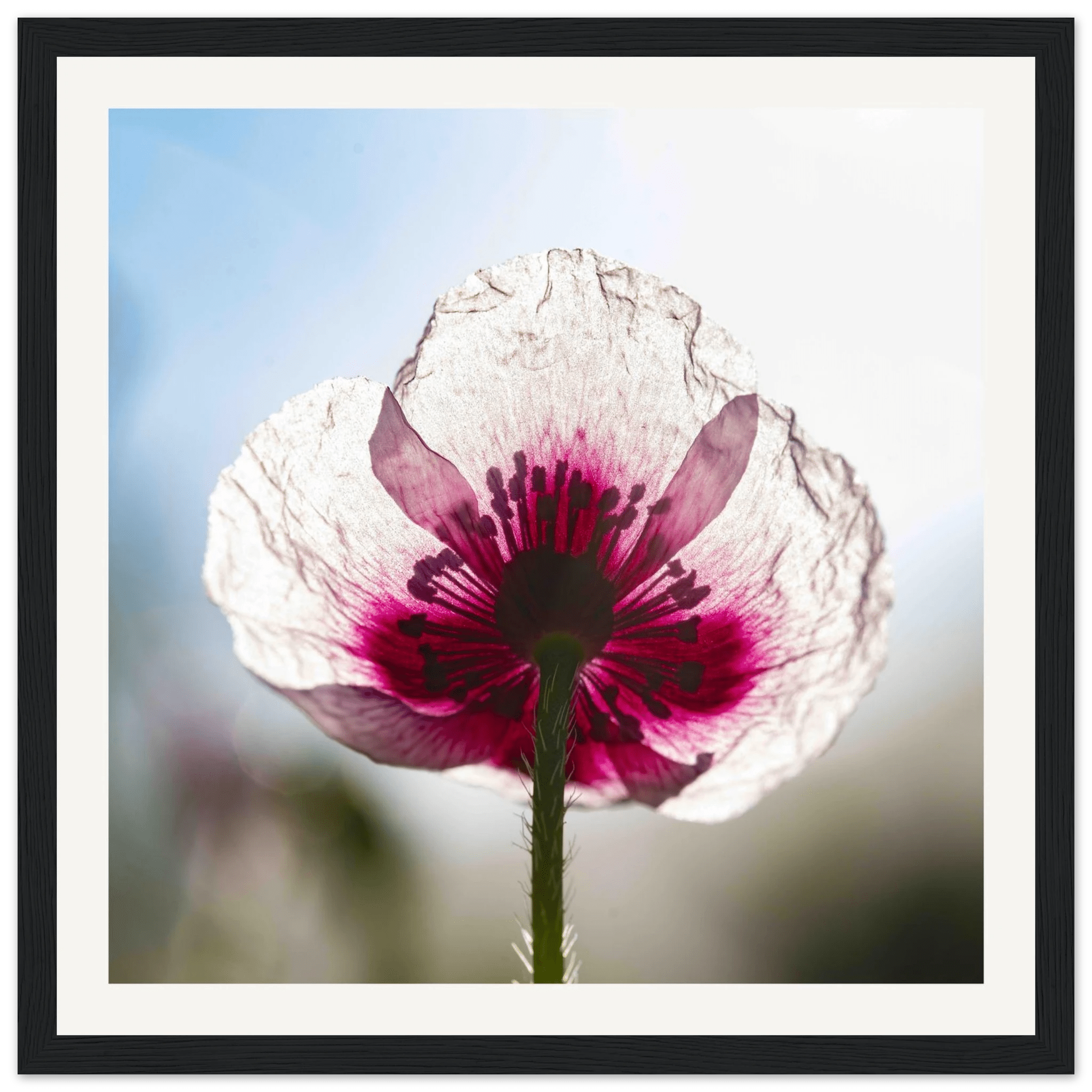 Papaveru Biancu - Wooden Frame - Franceschi