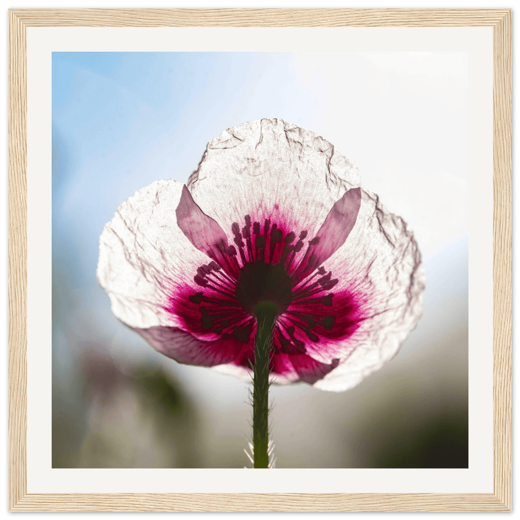 Papaveru Biancu - Wooden Frame - Franceschi