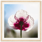 Papaveru Biancu - Wooden Frame - Franceschi