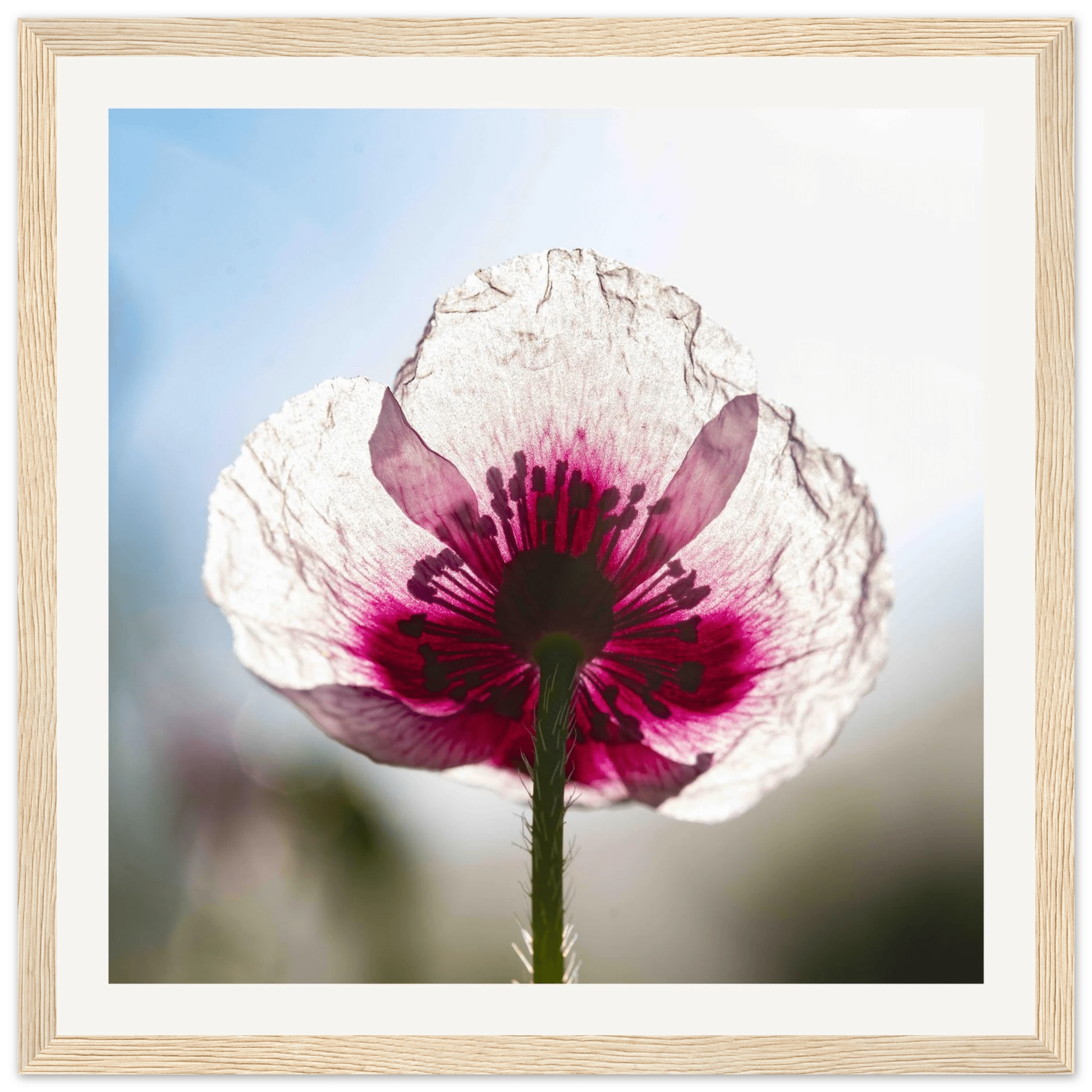 Papaveru Biancu - Wooden Frame - Franceschi