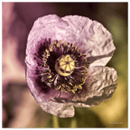 Papaveru Malvu - Fine Art Print - Franceschi