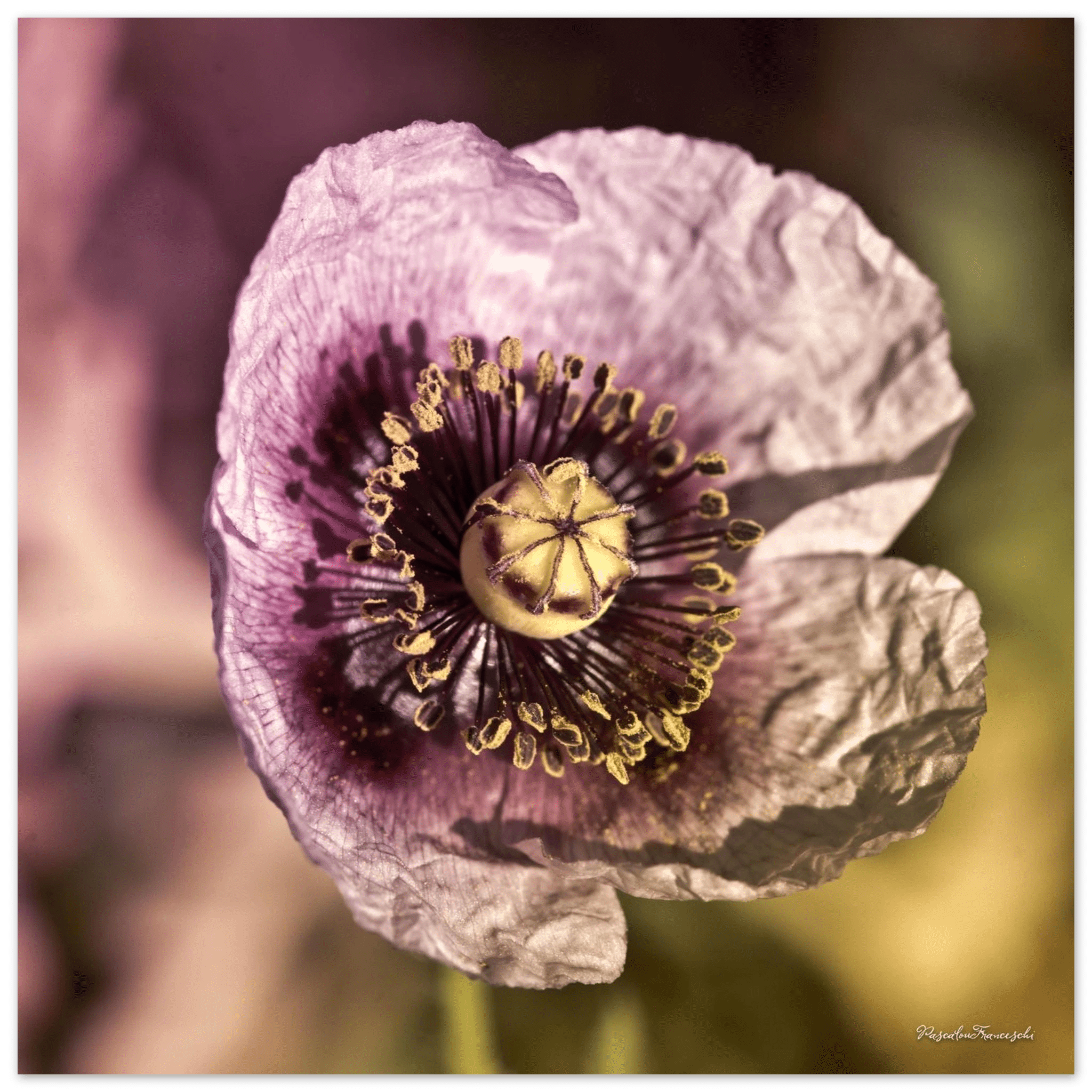 Papaveru Malvu - Fine Art Print - Franceschi