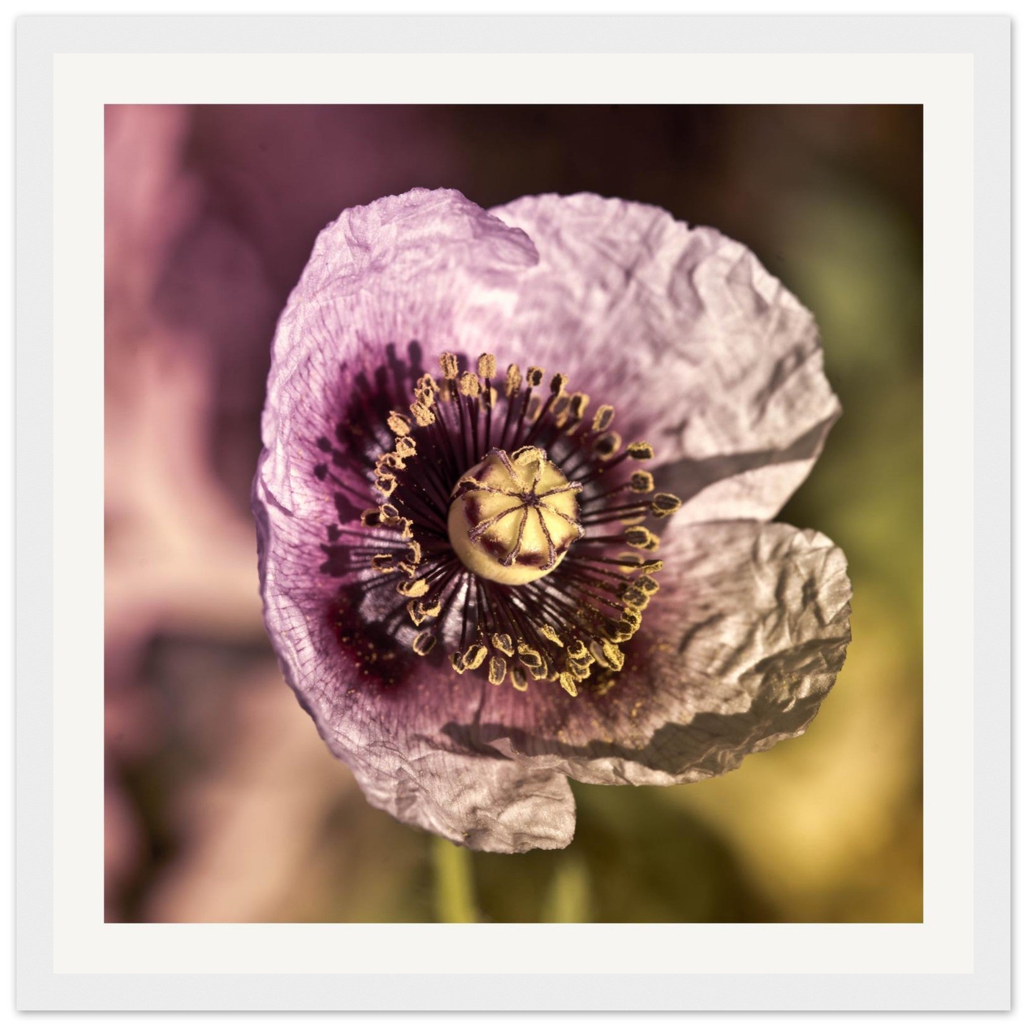 Papaveru Malvu - Wooden Frame - Franceschi