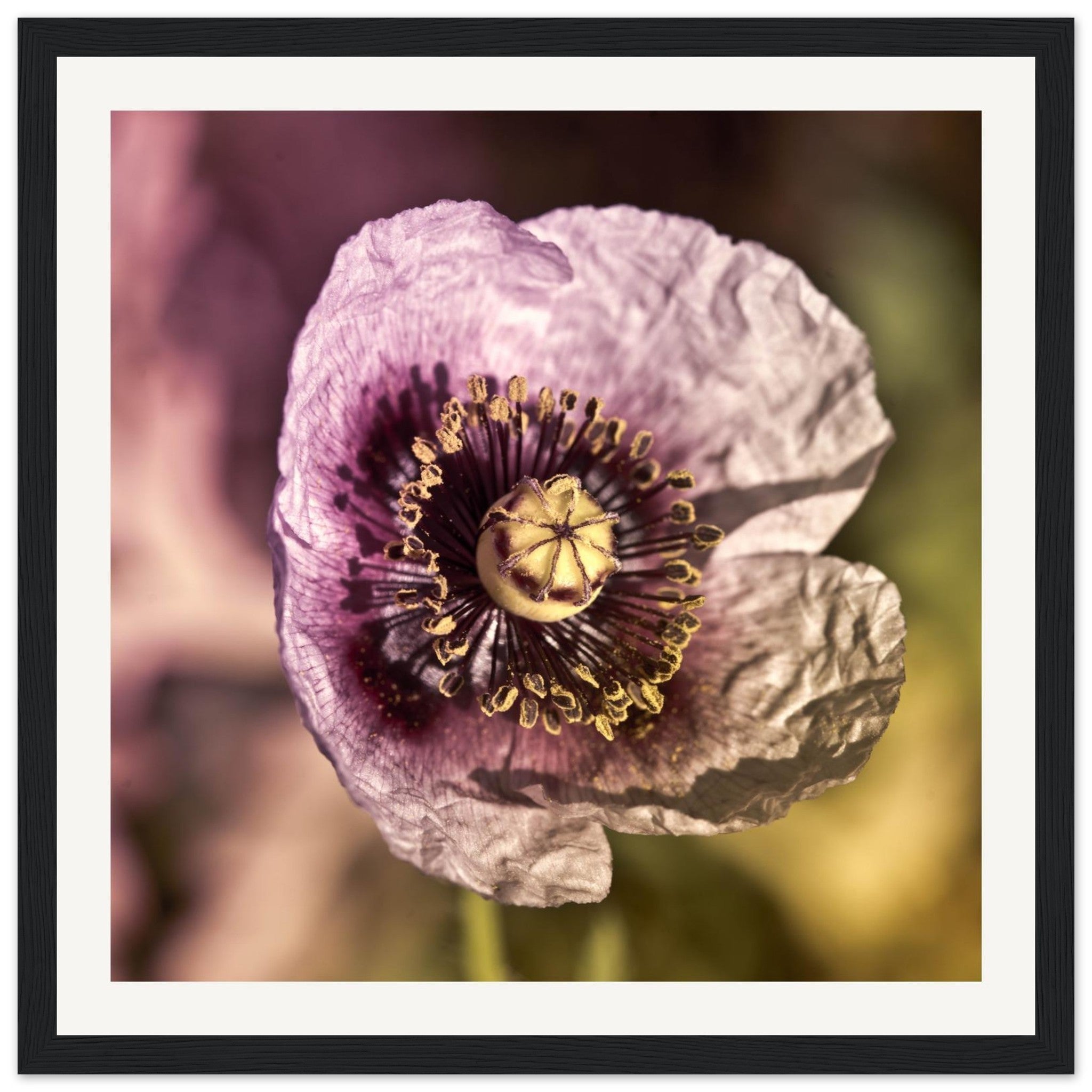Papaveru Malvu - Wooden Frame - Franceschi