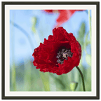 Papaveru Rossu - Aluminium Frame - Franceschi