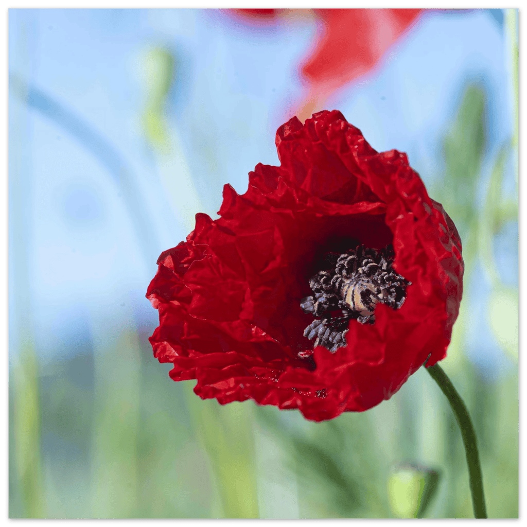 Papaveru Rossu - Fine Art Print - Franceschi
