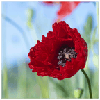 Papaveru Rossu - Fine Art Print - Franceschi