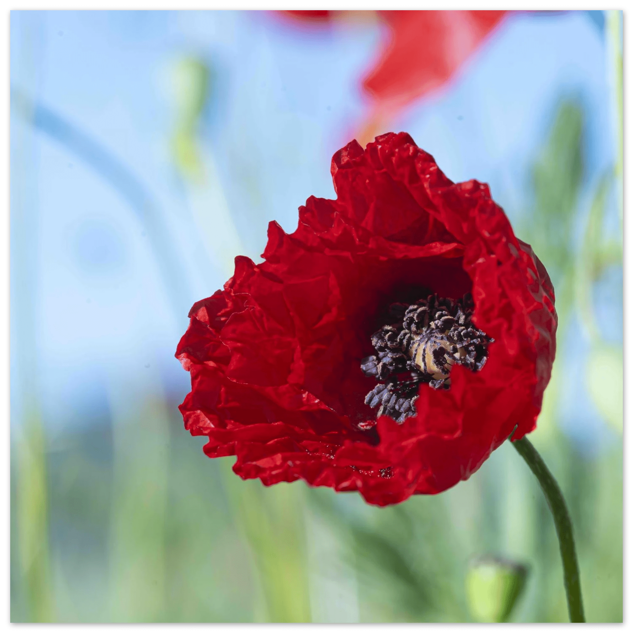 Papaveru Rossu - Fine Art Print - Franceschi