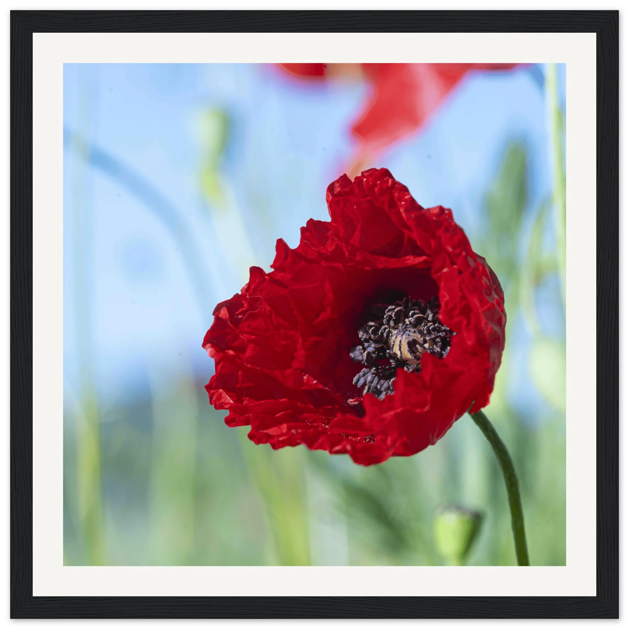 Papaveru Rossu - Wooden Frame - Franceschi