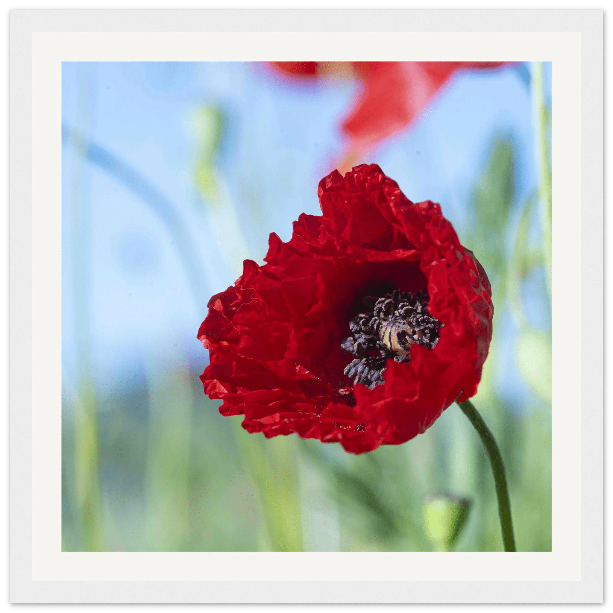 Papaveru Rossu - Wooden Frame - Franceschi