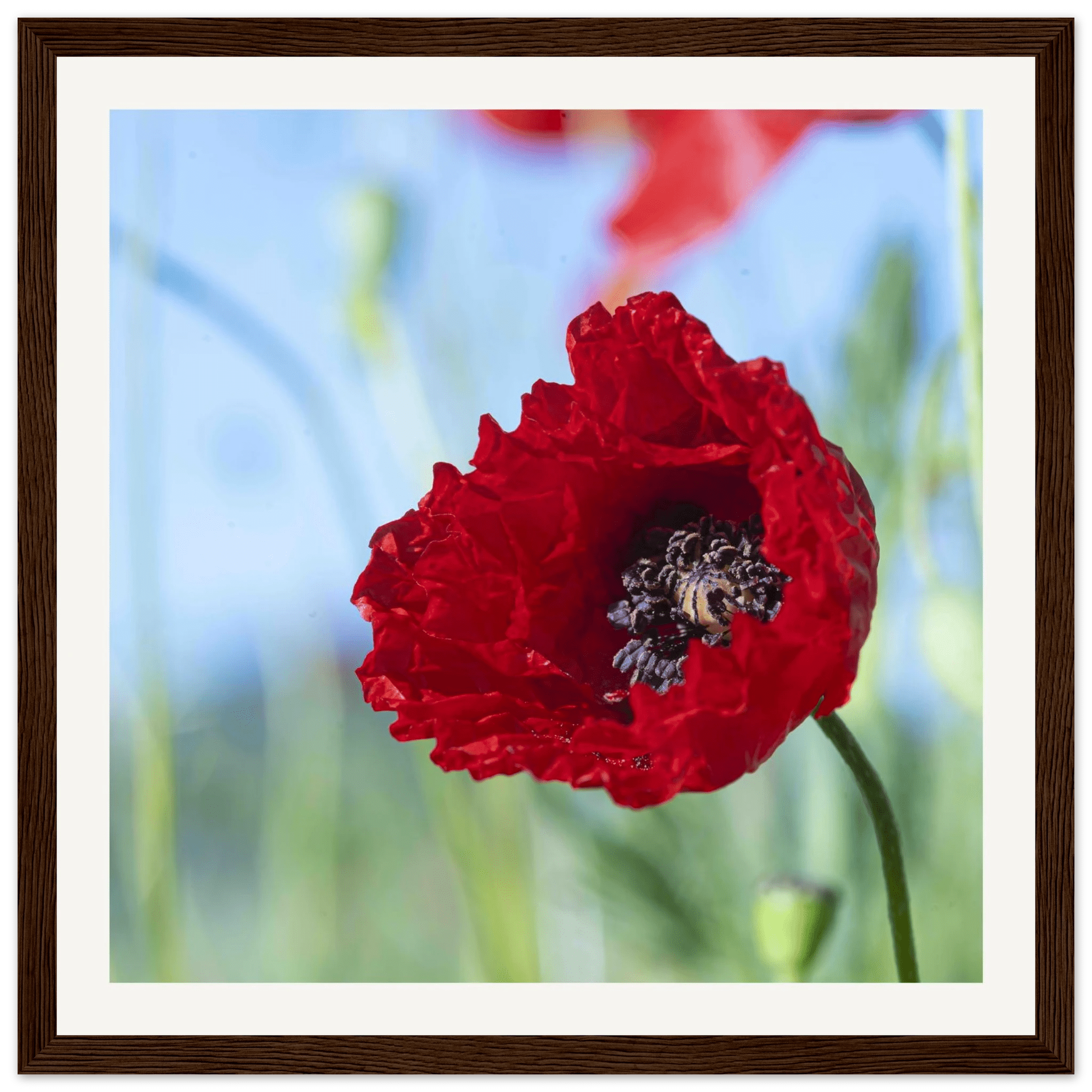 Papaveru Rossu - Wooden Frame - Franceschi