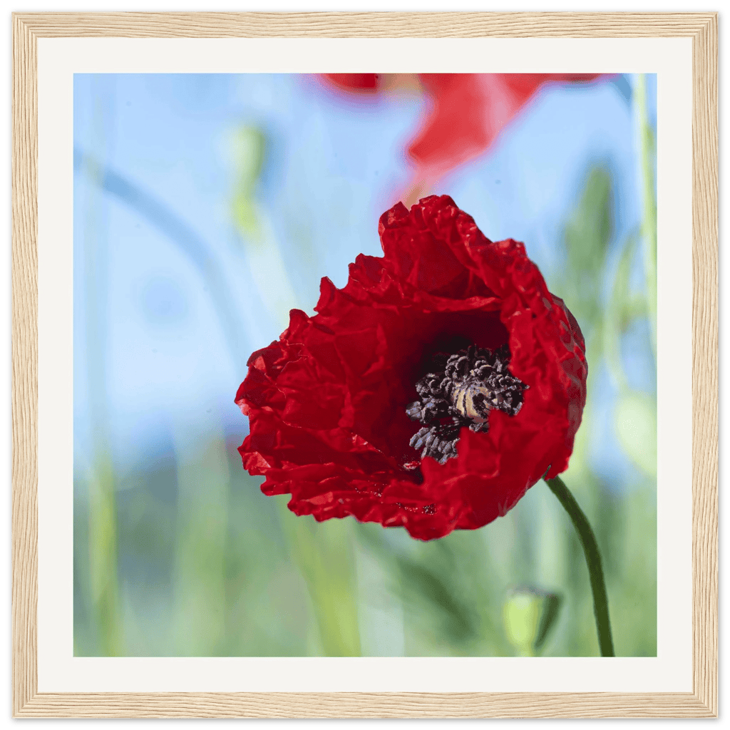 Papaveru Rossu - Wooden Frame - Franceschi