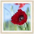 Papaveru Rossu - Wooden Frame - Franceschi
