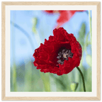 Papaveru Rossu - Wooden Frame - Franceschi