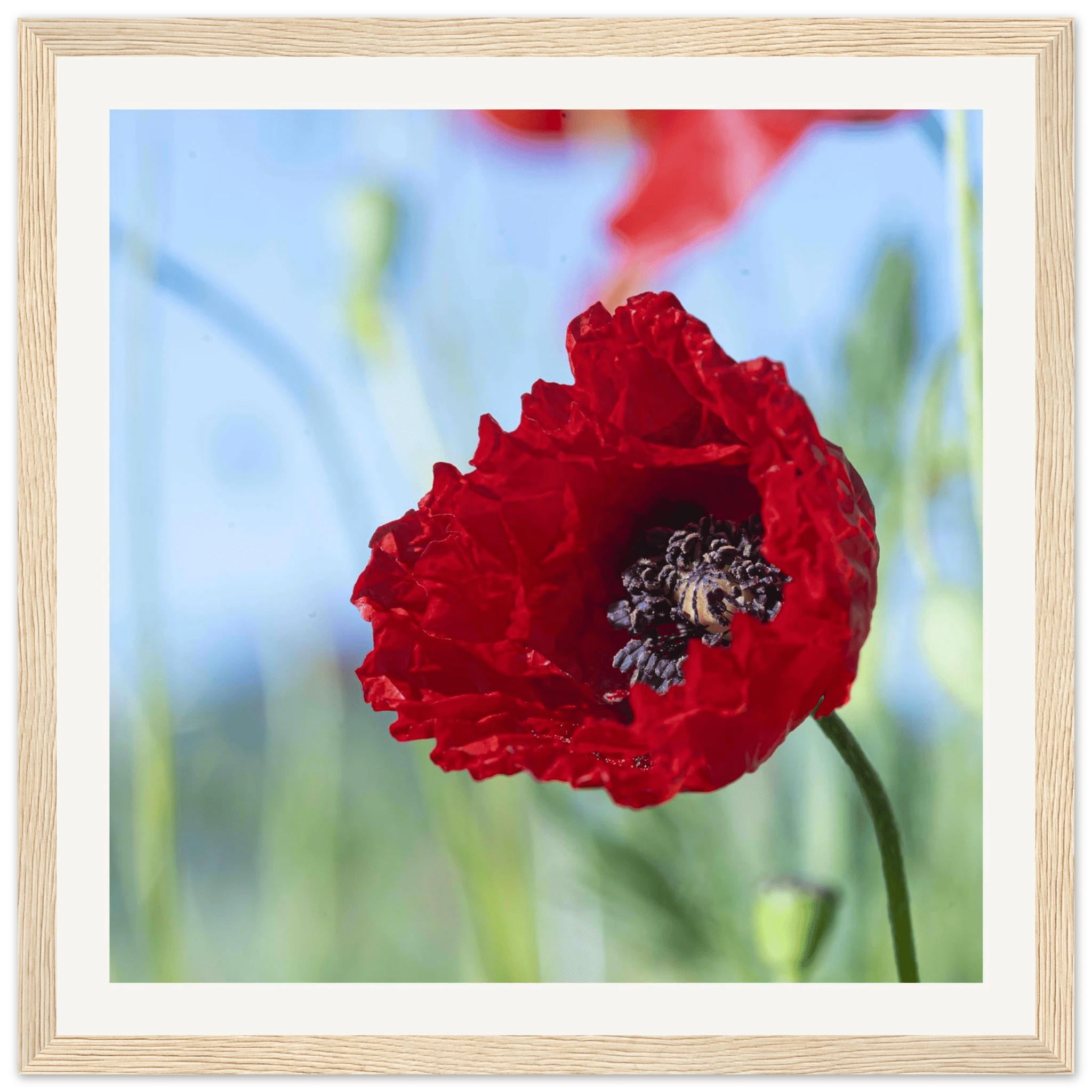 Papaveru Rossu - Wooden Frame - Franceschi