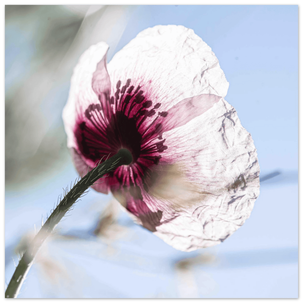 Papaveru Velatu - Fine Art Print - Franceschi