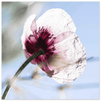 Papaveru Velatu - Fine Art Print - Franceschi