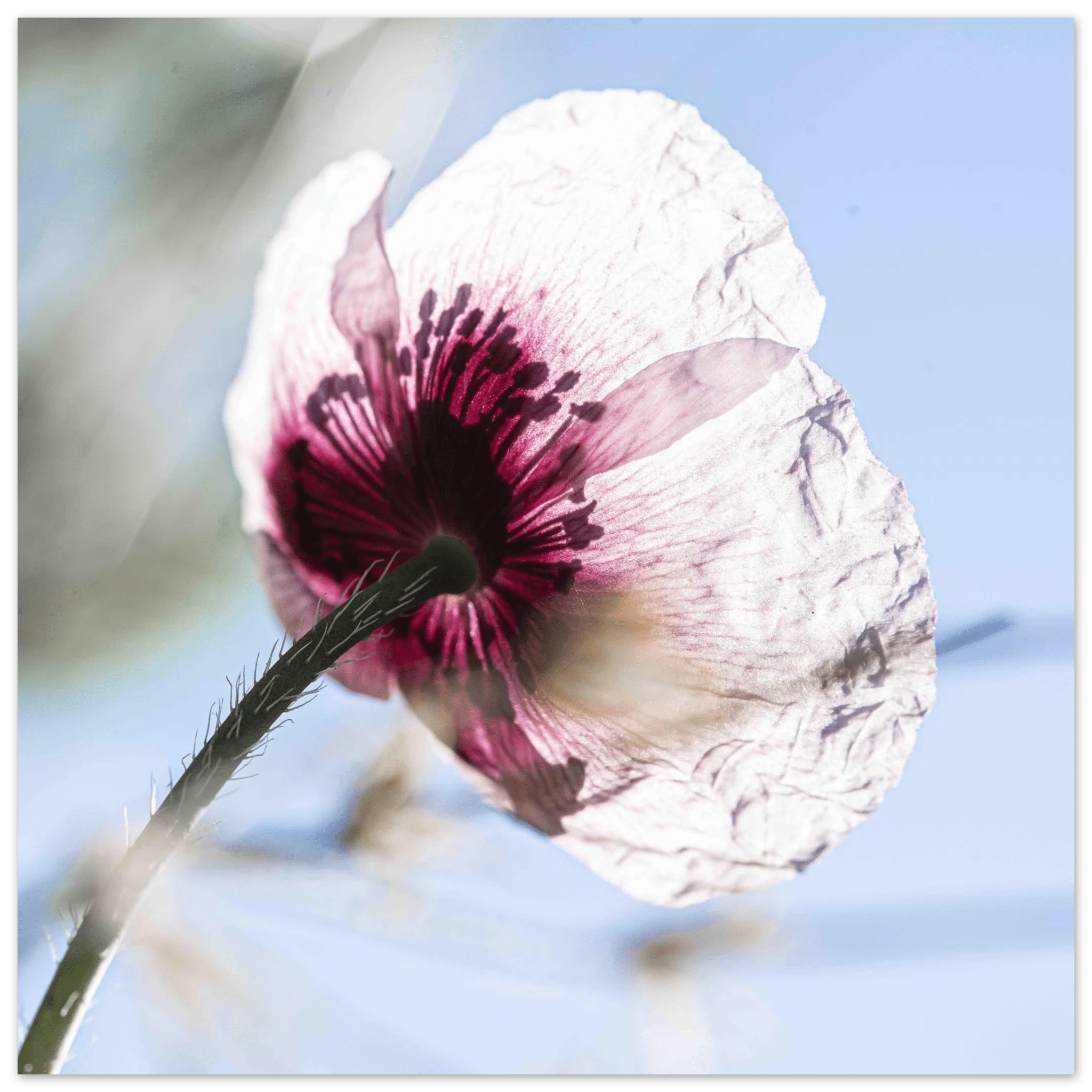 Papaveru Velatu - Fine Art Print - Franceschi