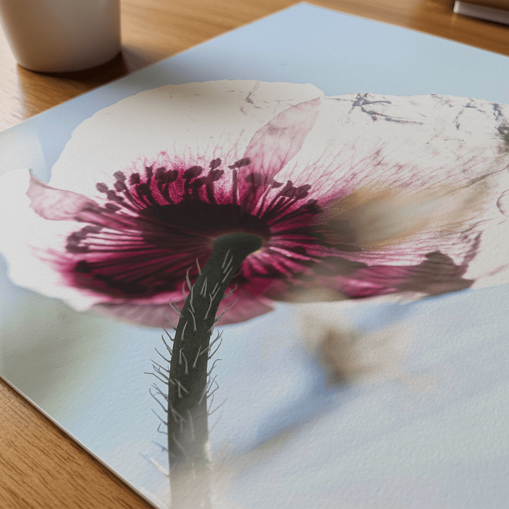 Papaveru Velatu - Fine Art Print - Franceschi