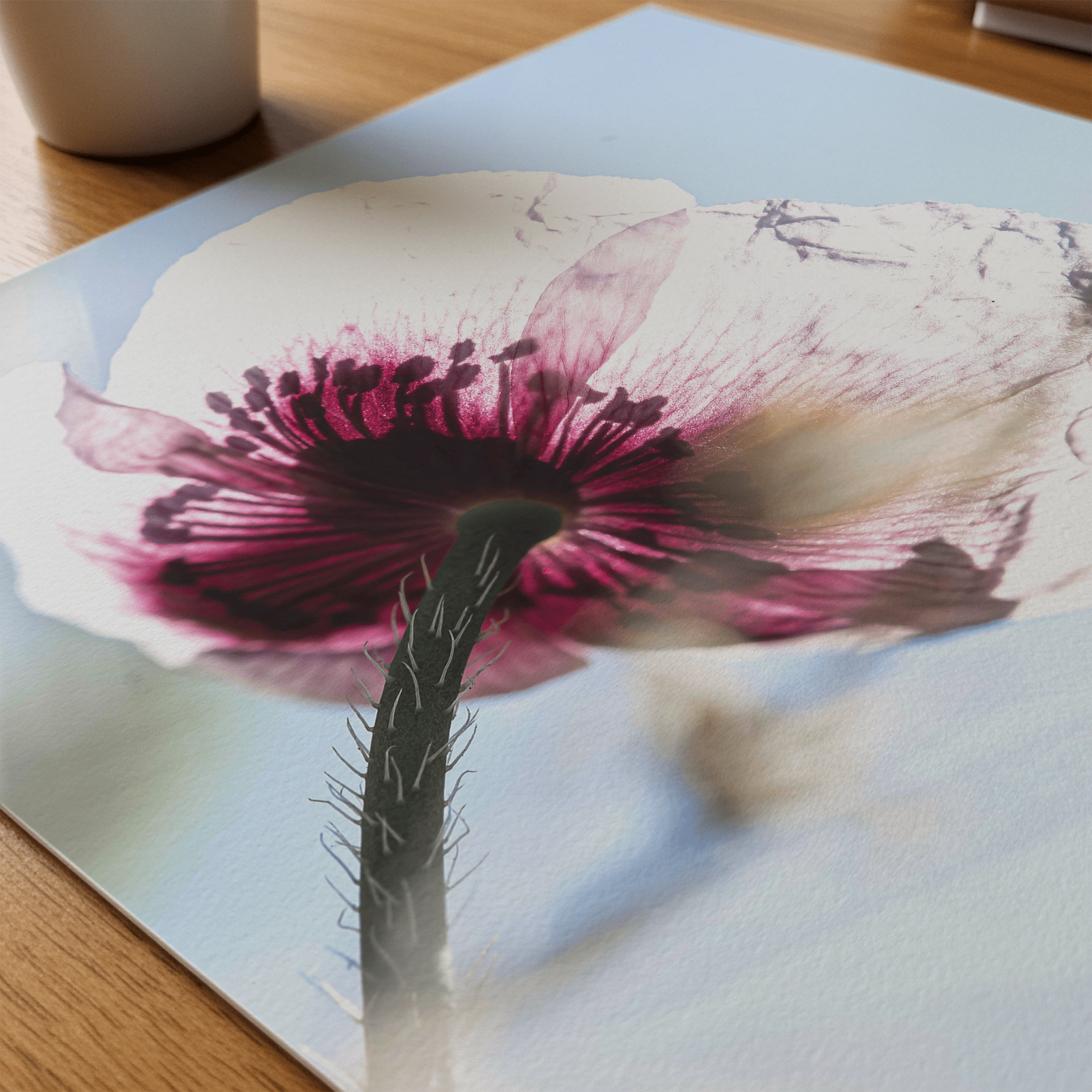 Papaveru Velatu - Fine Art Print - Franceschi