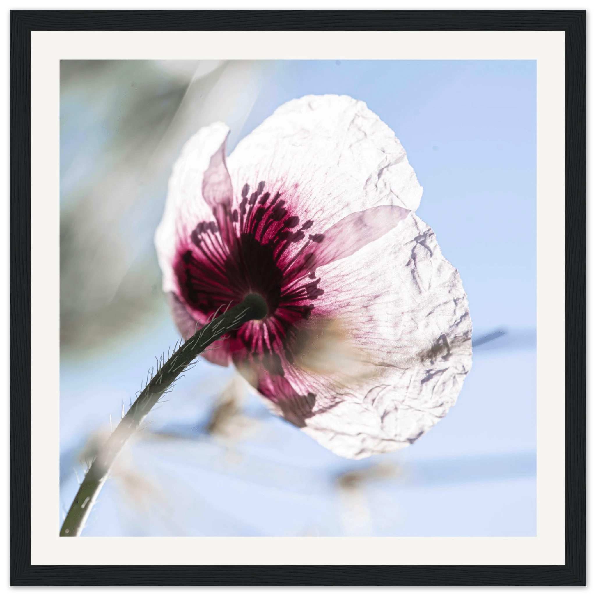 Papaveru Velatu - Wooden Frame - Franceschi