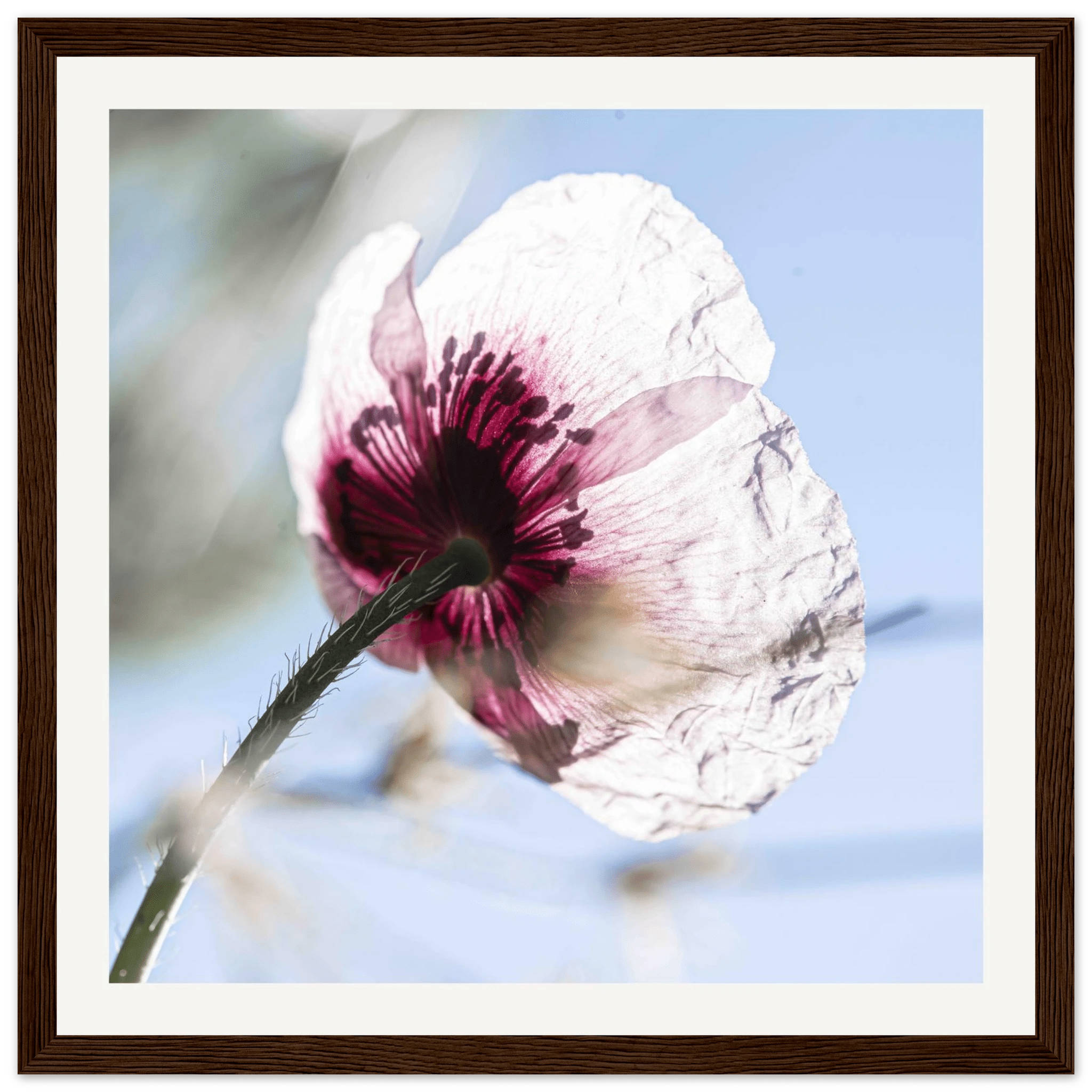Papaveru Velatu - Wooden Frame - Franceschi