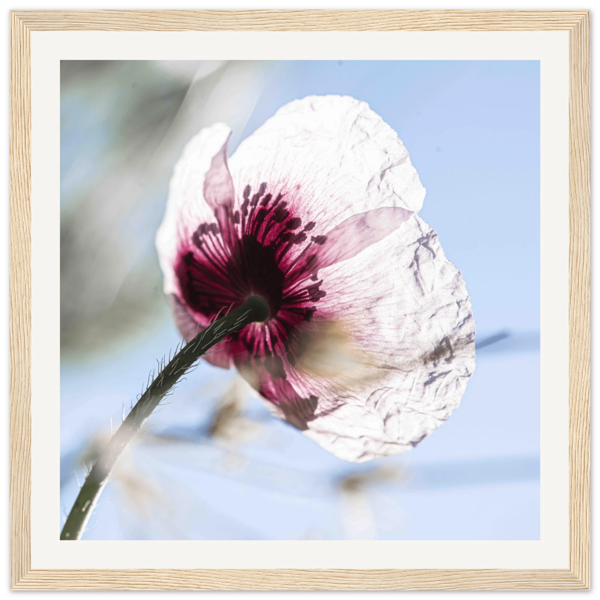 Papaveru Velatu - Wooden Frame - Franceschi