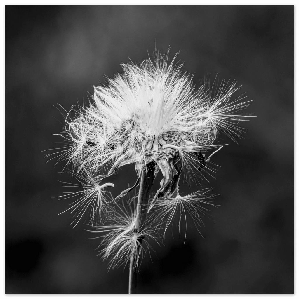 Tarassacu - Fine Art Print - Franceschi