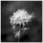 Tarassacu - Fine Art Print - Franceschi