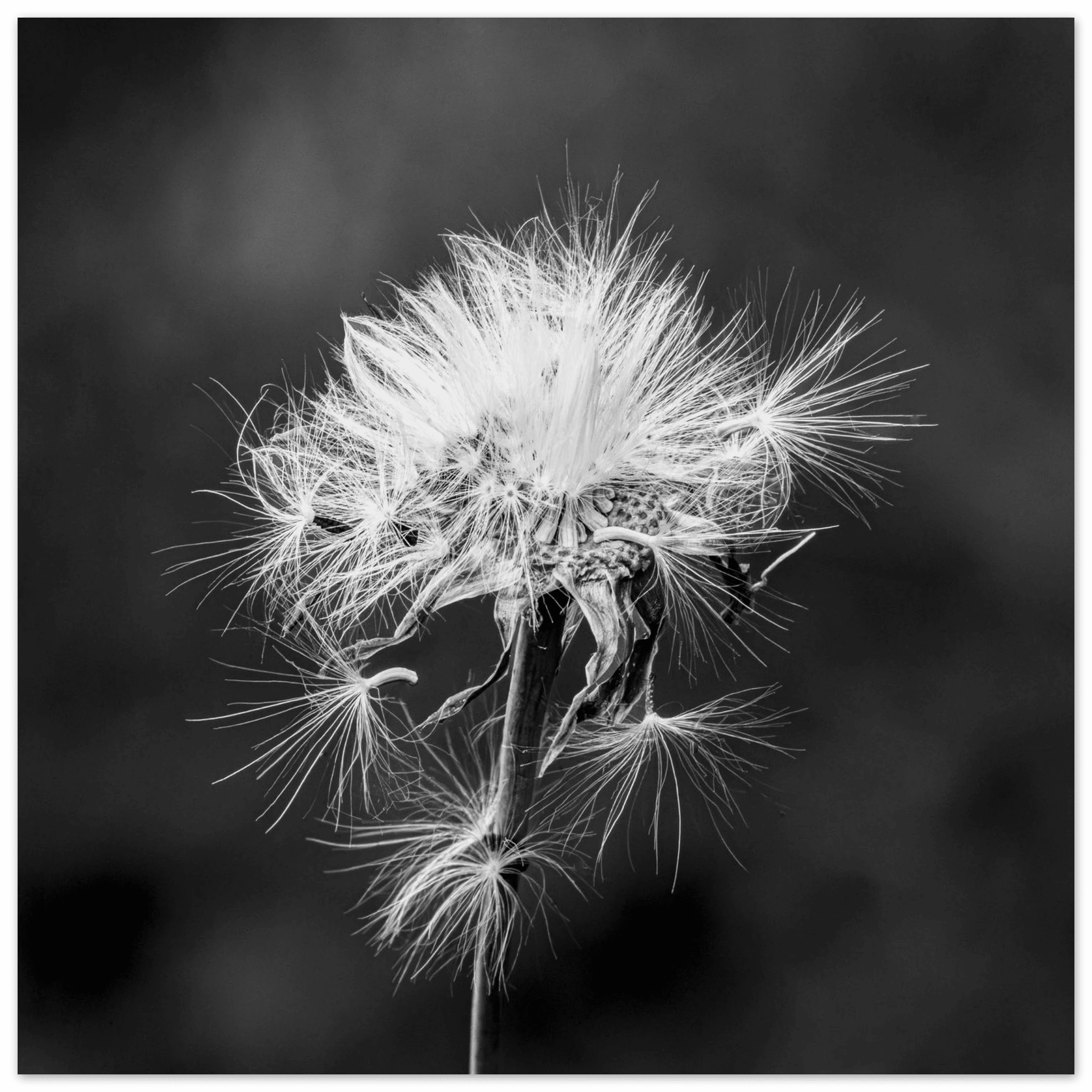 Tarassacu - Fine Art Print - Franceschi